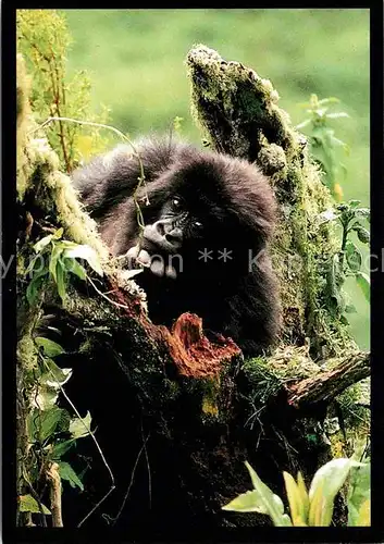 AK / Ansichtskarte Affen Mountain Gorilla  Kat. Tiere