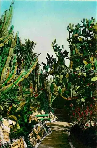 AK / Ansichtskarte Kakteen Cereus paraguemis Opuntia sulfurea Jardin Exotique Monaco  Kat. Pflanzen