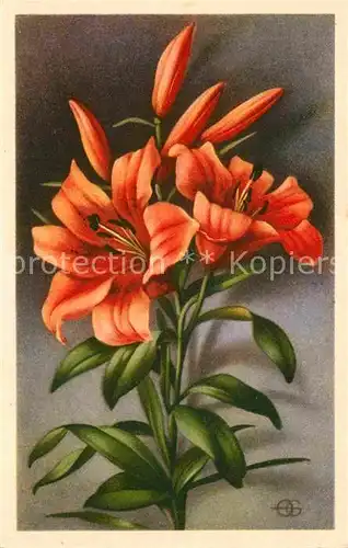 AK / Ansichtskarte Blumen Feuer Lilie Lilium bulbiferum Kat. Pflanzen