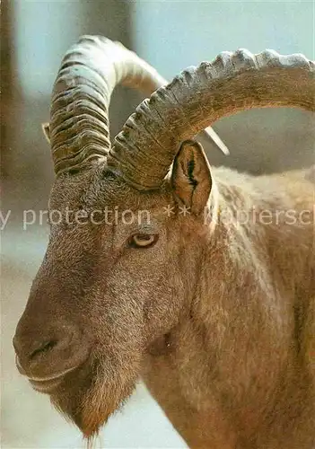 AK / Ansichtskarte Steinbock Westkaukasischer Steinbock Zoo Dresden  Kat. Tiere