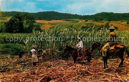 AK / Ansichtskarte Martinique Recolte de la canna sucre Zuckerrohrernte Kat. Martinique