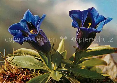AK / Ansichtskarte Blumen Gentiana Kochiana Kochscher Enzian  Kat. Pflanzen