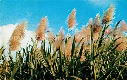 AK / Ansichtskarte Blumen Fleurs de la canne a sucre Guadeloupe  Kat. Pflanzen