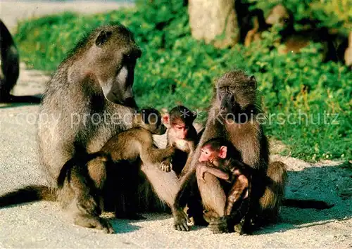 AK / Ansichtskarte Affen Baerenpaviane Chacma Baboon Africa Kat. Tiere