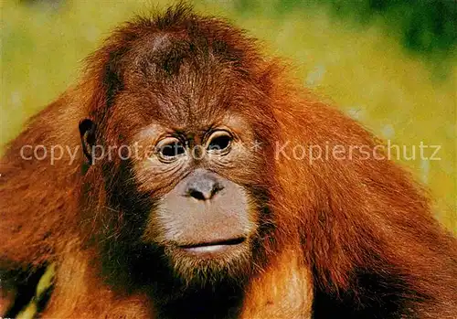 AK / Ansichtskarte Affen Orang Utan Anak Zoo Berlin  Kat. Tiere