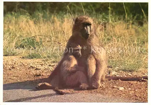 AK / Ansichtskarte Affen Female Baboon with her Baby  Kat. Tiere