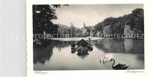 AK / Ansichtskarte Tuebingen Schwanensee Kat. Tuebingen