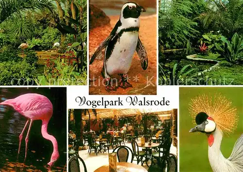 AK / Ansichtskarte Walsrode Lueneburger Heide Vogelpark Kat. Walsrode