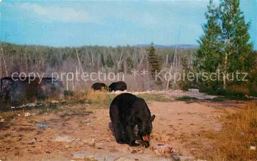 AK / Ansichtskarte Baeren Algonquin Park Ontario  Kat. Tiere