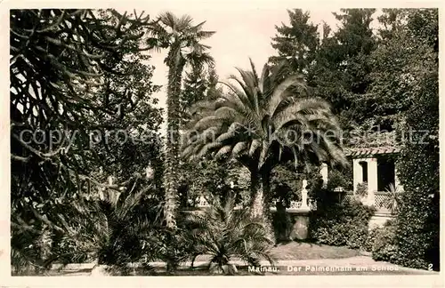 AK / Ansichtskarte Mainau Palmenhain Schloss Kat. Konstanz