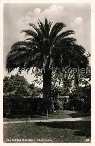 AK / Ansichtskarte Mainau Phoenixpalme Kat. Konstanz