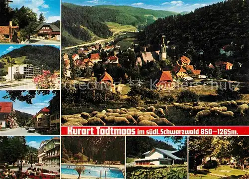 AK / Ansichtskarte Todtmoos Teilansichten Kurort im Schwarzwald Schafherde Freibad Kat. Todtmoos