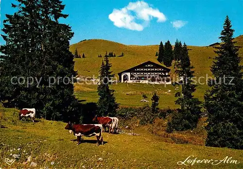 AK / Ansichtskarte Lofer Haus Gertraud in der Sonne auf der Loferer Alm Viehweide Kuehe Kat. Lofer