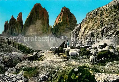 AK / Ansichtskarte Schafe Dolomiti Tre Cime di Lavaredo  Kat. Tiere