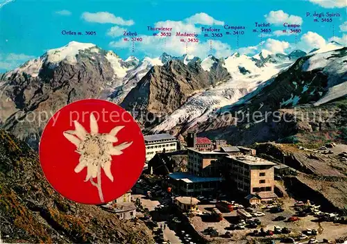 AK / Ansichtskarte Edelweiss Passo dello Stelvio Stilfserjoch  Kat. Pflanzen