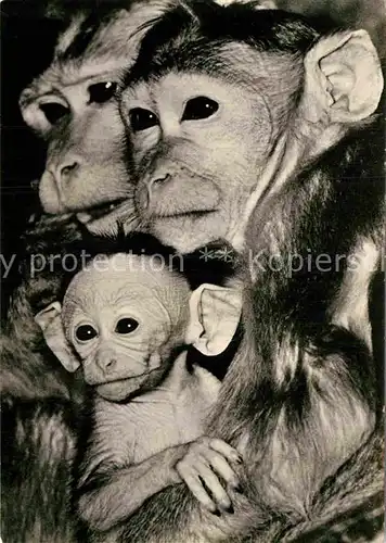 AK / Ansichtskarte Affen Hutaffen Familie  Kat. Tiere