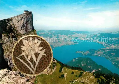 AK / Ansichtskarte Edelweiss Schafberggipfel Berghotel Mondsee  Kat. Pflanzen