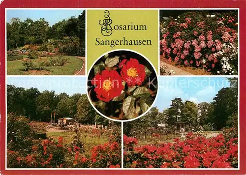 AK / Ansichtskarte Sangerhausen Suedharz Rosarium Rosenhang Belinda Moschata Eingang Muenchen Strauchrose Pavillon Kat. Sangerhausen