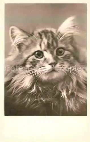 AK / Ansichtskarte Katzen Foto Amag Nr. 67507 2 Kat. Tiere