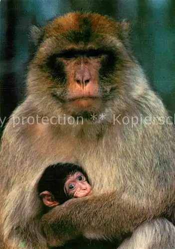 AK / Ansichtskarte Affen Berber Affen Affenberg Salem Bodensee Kat. Tiere