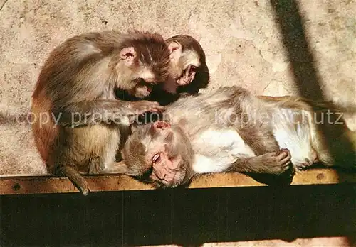 AK / Ansichtskarte Affen Rhesusaffe Stuttgart Bad Cannstatt Wilhelma  Kat. Tiere