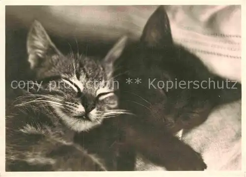 AK / Ansichtskarte Katzen  Kat. Tiere