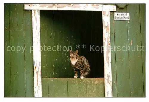 AK / Ansichtskarte Katzen  Kat. Tiere