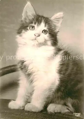 AK / Ansichtskarte Foto Popp Nr. 1665 Katze Kat. Fotografie