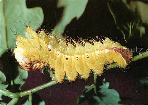 AK / Ansichtskarte Insekten Raupe Chinesische Chinesische Eichenseidenspinner Kat. Tiere