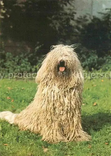 AK / Ansichtskarte Hunde Komondor  Kat. Tiere