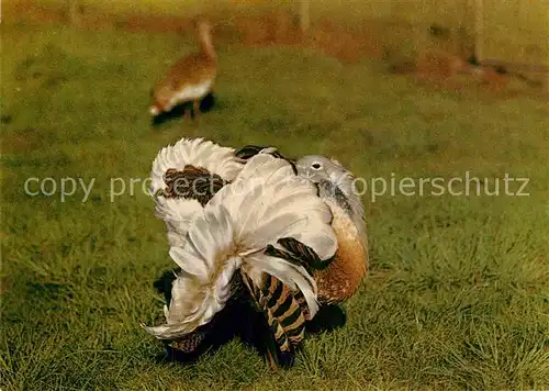 AK / Ansichtskarte Gefluegel Grosstrappe Hahn Tierpark Berlin  Kat. Tiere