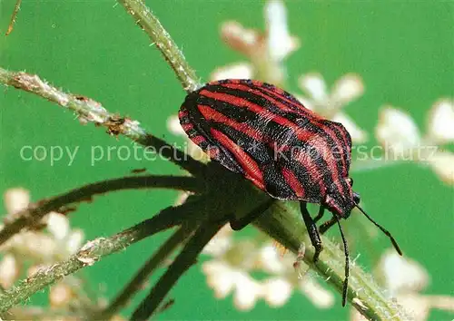 AK / Ansichtskarte Insekten Streifenwanze Insektarium Karl Marx Stadt Kat. Tiere