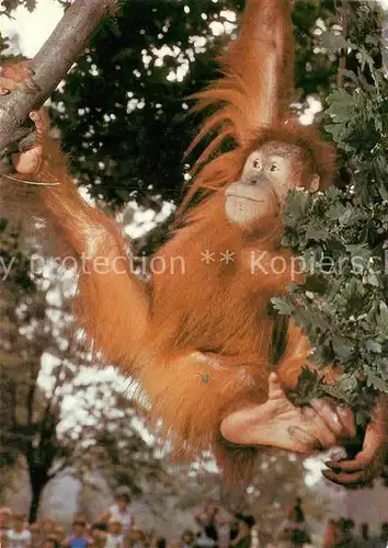 AK / Ansichtskarte Affen Junger Sumatra Orang Utan Zoo Dresden  Kat. Tiere