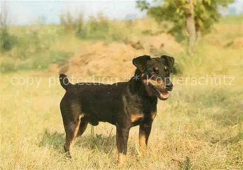 AK / Ansichtskarte Hunde Deutscher Jagdterrier  Kat. Tiere