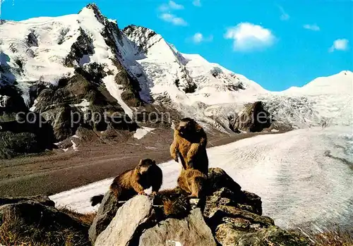 AK / Ansichtskarte Murmeltier Pasterze Grossglockner  Kat. Tiere