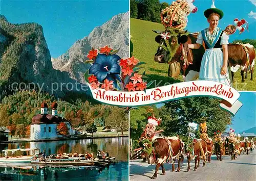 AK / Ansichtskarte Kuehe Almabtrieb Koenigssee St. Bartholomae Watzmannostwand  Kat. Tiere