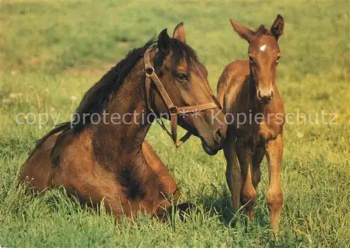 AK / Ansichtskarte Pferde Fohlen  Kat. Tiere