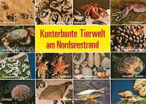 AK / Ansichtskarte Meerestiere Nordseestrand Wattwurm Kompass Qualle Hornfisch Wellhornschnecke Kat. Tiere