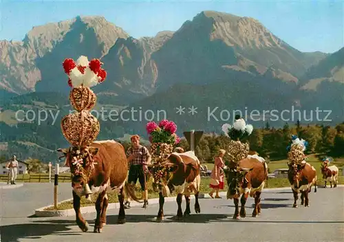 AK / Ansichtskarte Kuehe Almabtrieb Schoenau Goell Brett  Kat. Tiere