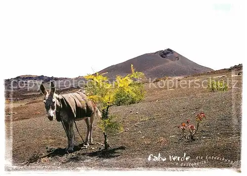 AK / Ansichtskarte Esel Tiere Kap Verde  Kat. Tiere