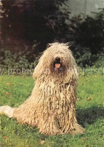 AK / Ansichtskarte Hunde Komondor  Kat. Tiere