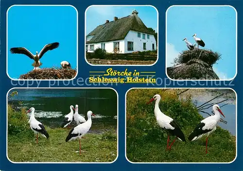 AK / Ansichtskarte Storch Schleswig Holstein Kat. Tiere