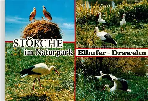 AK / Ansichtskarte Storch Naturpark Elbufer Drawehn Kat. Tiere