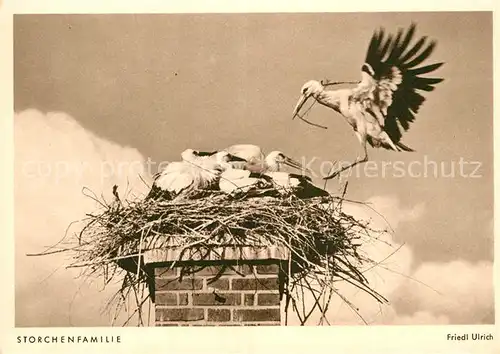 AK / Ansichtskarte Storch Storchenfamilie Foto Friedl Ulrich Kat. Tiere