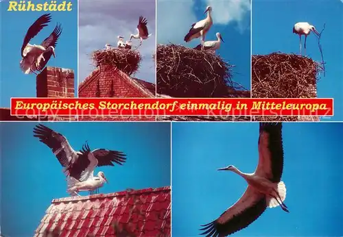 AK / Ansichtskarte Storch Ruehstaedt  Kat. Tiere