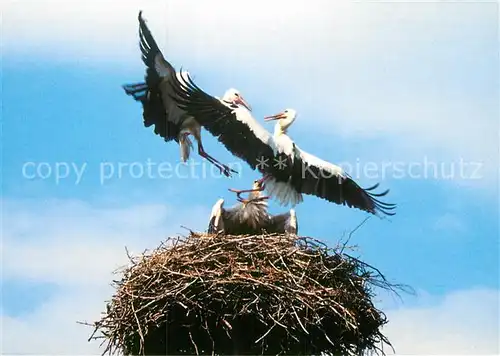 AK / Ansichtskarte Storch Streit Nest Muenchentor  Kat. Tiere