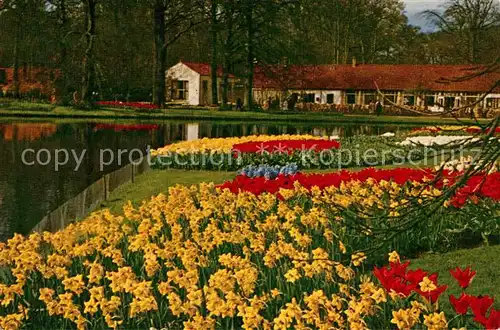 AK / Ansichtskarte Lisse Keukenhof Blumenbeet Kat. Lisse