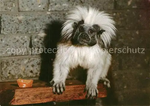 AK / Ansichtskarte Affen Lisztaeffchen Zoo Magdeburg  Kat. Tiere