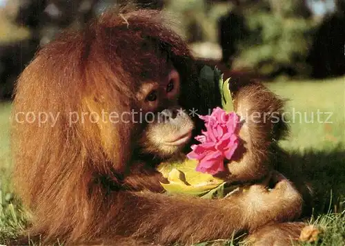 AK / Ansichtskarte Affen Orang Utan Zoo Dresden Kat. Tiere