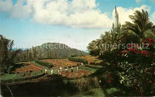 AK / Ansichtskarte Luquillo Gran Reserva Forestal del Yunque